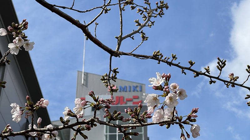 西宮工場も開花です＊*(･∞･)＊*