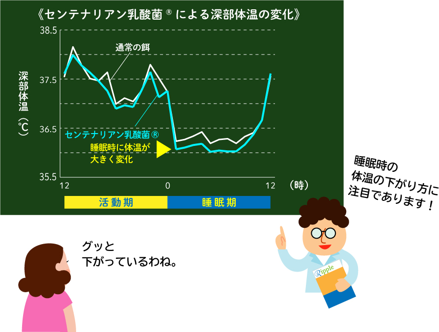 センテナリアン乳酸菌、深部体温変化