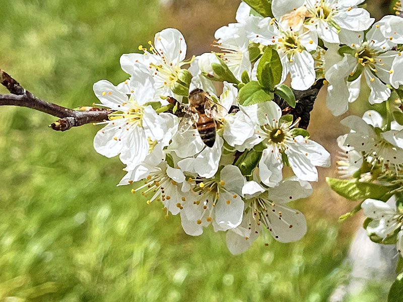 ミキプルーン農園ミツバチ