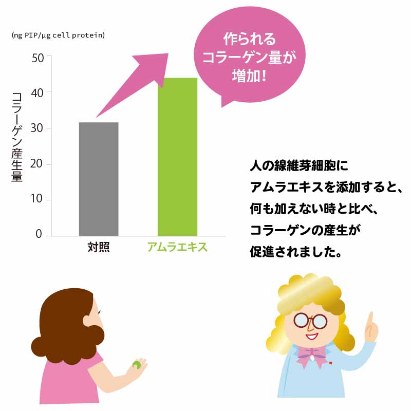 アムラがコラーゲン産生を促す