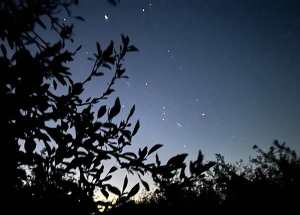 ミキプルーン農園の星空夜明け