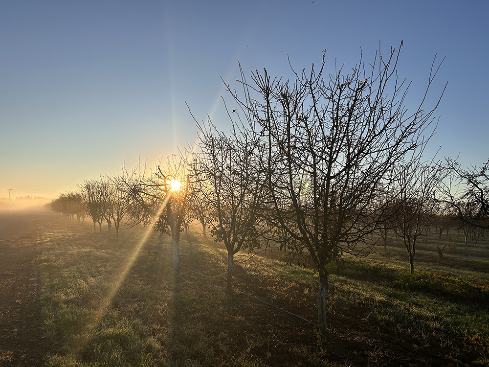 ミキプルーン農園は秋から冬へ