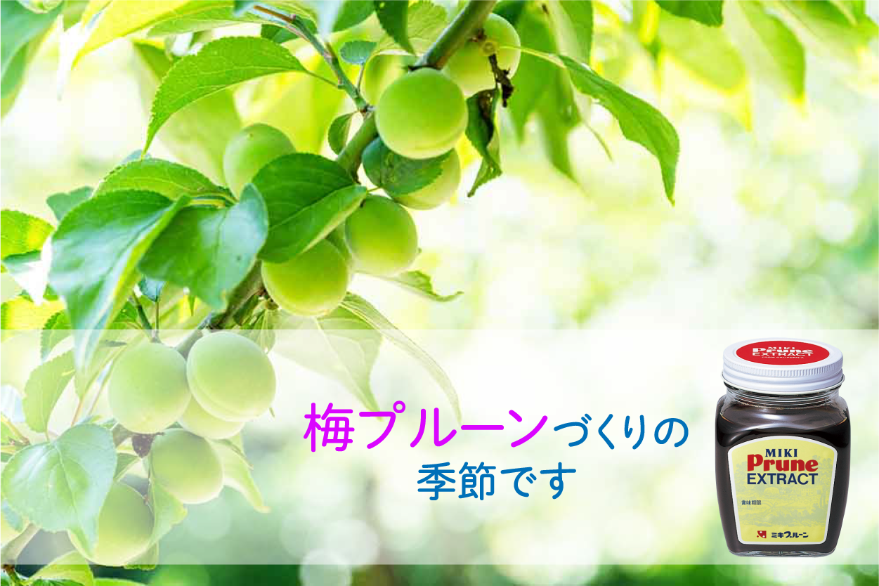 季節の定番！梅プルーンづくり