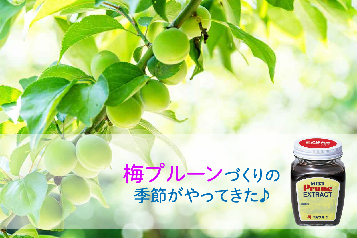 季節の定番！梅プルーンづくり